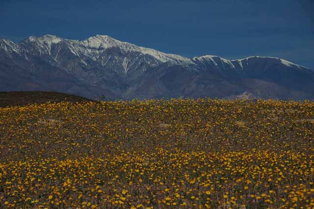 desert gold flowers